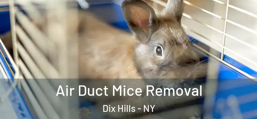  Air Duct Mice Removal Dix Hills - NY